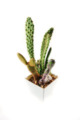 Opuntia in white pot, Cactus isolate on white background