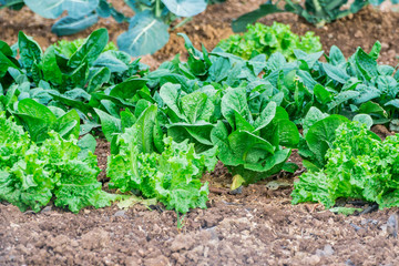 garden, grow vegetables, young shoots of lettuce