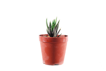 Aloe Cactus white background, Cactus isolate