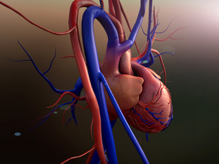 Heart model, Human heart model, Full clipping path included, Human heart for medical study, Human Heart Anatomy - obrazy, fototapety, plakaty