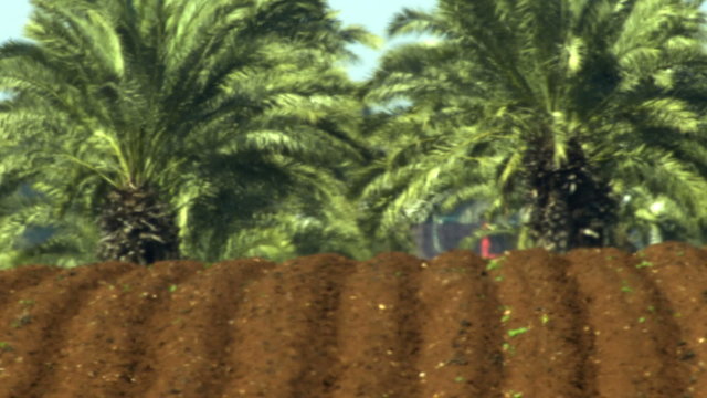Royalty Free Stock Video Footage panorama of furrows and palm trees shot in Israel at 4k with Red.