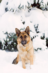 German Shepherd dog, standing in the snow