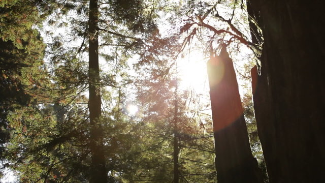 Sun shining through the trees in a forest in Northern California.