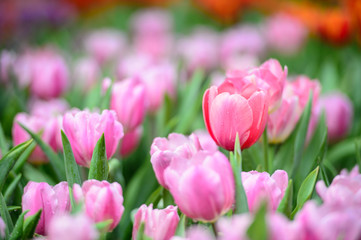 Obraz premium Many color of tulip in garden
