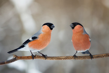 two male bullfinch on a tree branch in the Park