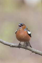in spring the Chaffinch sings on the branch
