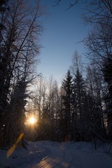Cold forest sunset