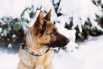 German Shepherd dog, standing in the snow