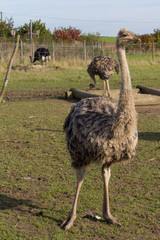 Strau&szlig;, Laufvogel