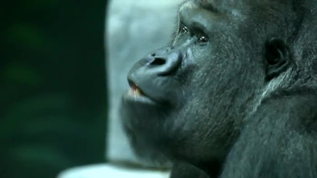 A gorilla male, severe silverback, chief of the primate family, is eating his own poops. Great ape, the most dangerous and biggest monkey of the world. Wildlife in the full HD footage.
