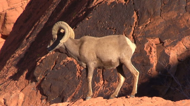 Desert Bighorn Sheep Ram