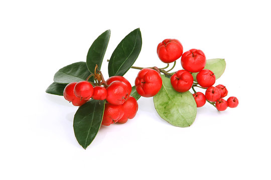 Baies de gaulth&eacute;rie