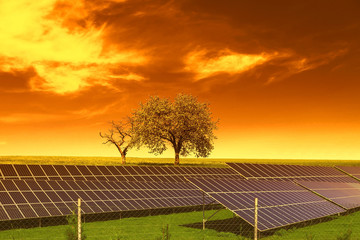 
Solar energy panels before trees and sunset sky