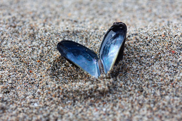 Heart shaped open mussel shell on the beach