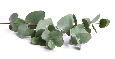 Feuilles d'eucalyptus gunnii