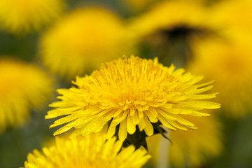 dandelion yellow , spring  