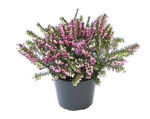 Bruyère Erica darleyensis