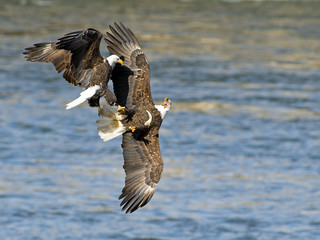 Bald Eagle Fish Battle