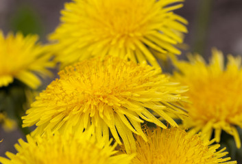 dandelion yellow , spring  