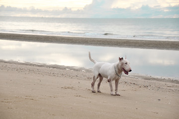 White English Bull Terrier Dog playing on the beach