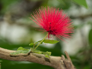Schöne rote Mimosenblüte