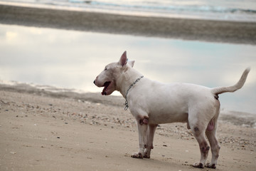 White English Bull Terrier Dog playing on the beach