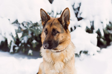 German Shepherd dog, standing in the snow