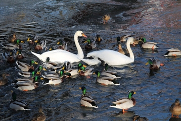 Obraz premium white swans and flock of mallard ducks on the river