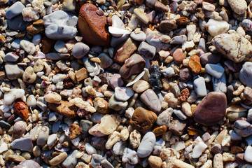 Wet sea stone texture background