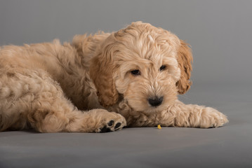 cockapoo