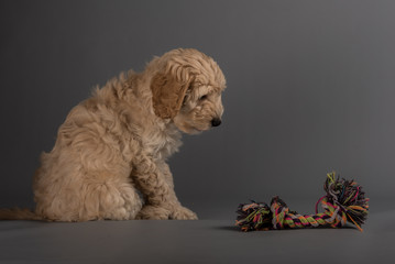 cckapoo