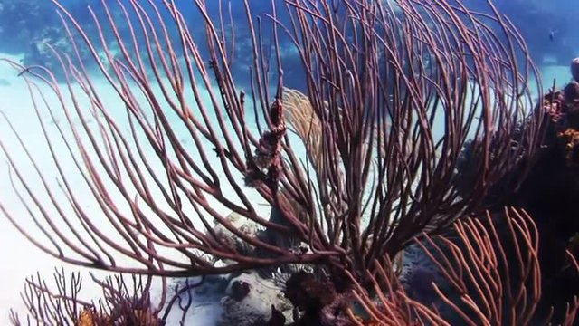 Long branches of coral on the vibrating flow. Amazing, beautiful underwater world Bahamas and the life of its inhabitants, creatures and diving, travels with them. 