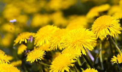 yellow dandelion flowers  