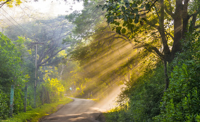 Beautiful golden sun rays in the forest of Masinagudi, India