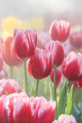 Red tulip field in morning mist (soft focus)