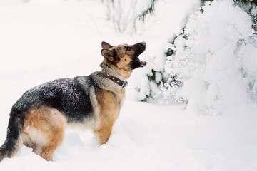 German Shepherd barking in winter, copy space