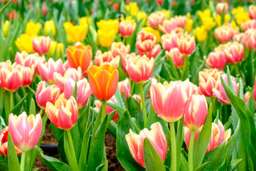 Many color of tulip in garden