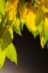 yellow leaves on a dark background