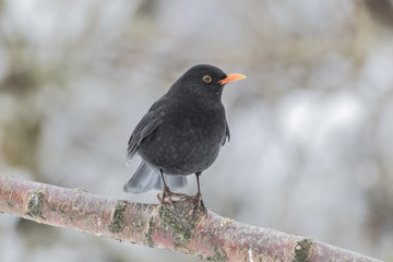 Common Blackbird.
