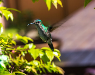 Beija-flor. (Trochilidae)