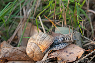 macro snail