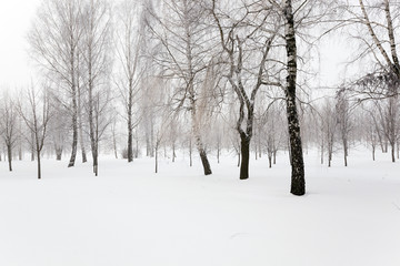 Fototapeta na wymiar trees in winter 