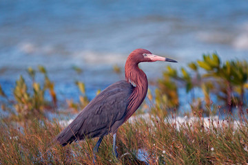 Reddish Egret (Egretta rufescens) fishing on a windy day in the shallow tidal waters off Isla Blanca peninsula outside of Puerto Juarez near Cancun, Quintana Roo, Mexico on the Mexican Riviera