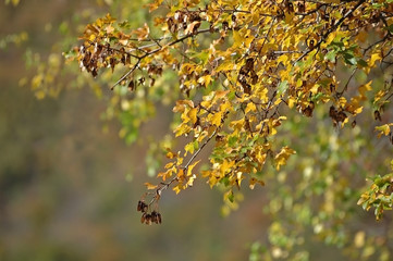tree branch with leaves in autumn