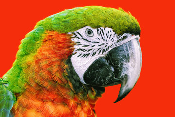 The Macaw Parrot