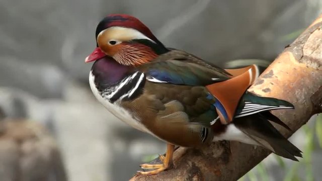 Mandarin duck male, Aix galericulata, preening his belly. Exotic bird with splendid feather coat. Expressive and colorful water fowl. Authentic beauty of wild nature in amazing full HD footage.
