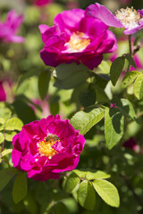 Floral Closeup