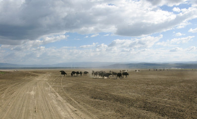 Obraz premium Bufali in Kenya