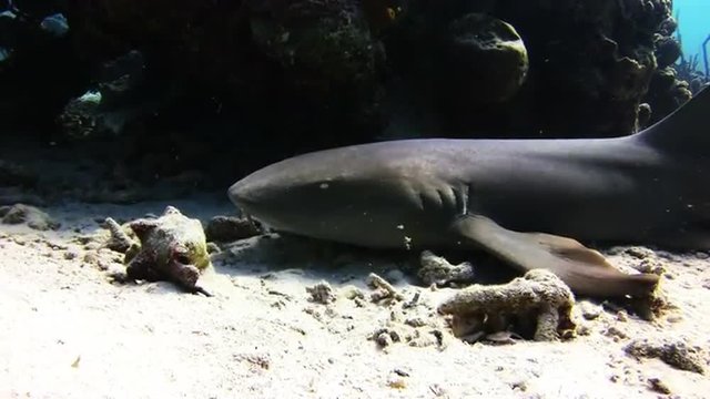 Shark swimming on the reef in search of food. Amazing, beautiful underwater world Bahamas and the life of its inhabitants, creatures and diving, travels with them. 