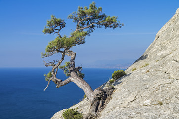 Pine on a cliff above the sea. Crimea.